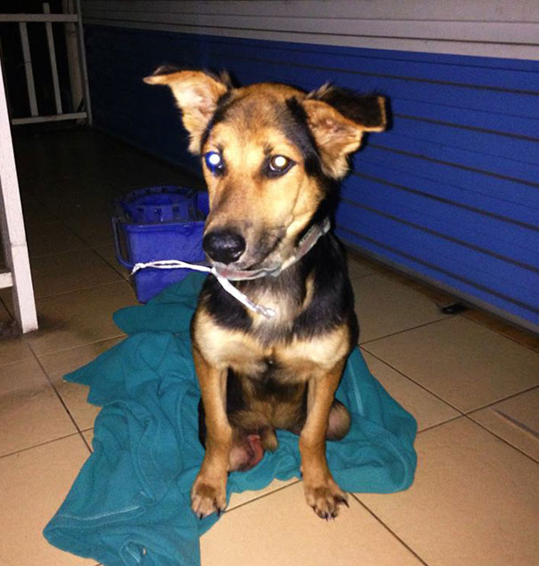 leo-perro-paralitico-rescate- (2)