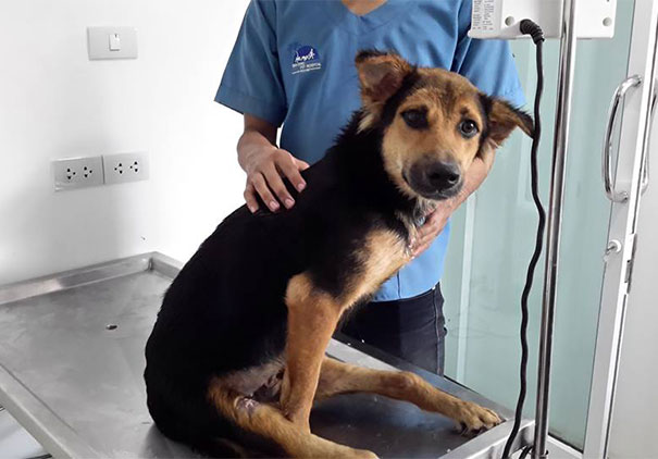 leo-perro-paralitico-rescate- (3)