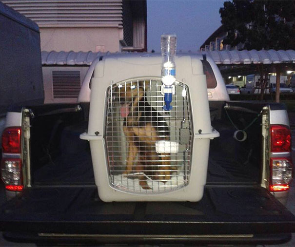 leo-perro-paralitico-rescate- (4)