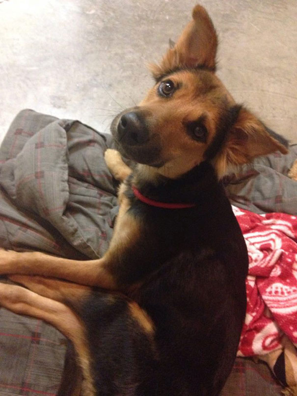 leo-perro-paralitico-rescate- (6)