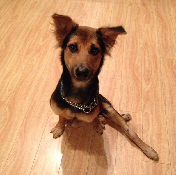 leo-perro-paralitico-rescate- (8)