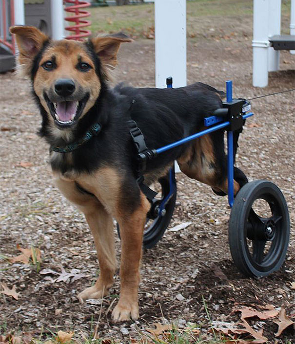 leo-perro-paralitico-rescate- (9)
