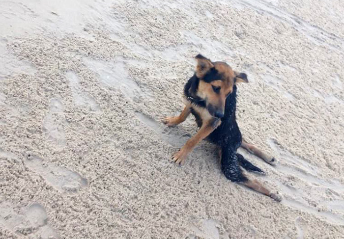 La Tierna Historia De Leo, Un Cachorrito Con Parálisis Encontrado En Tailandia