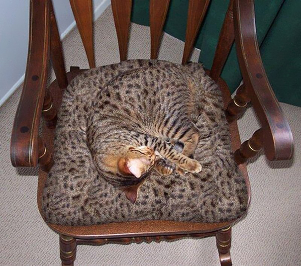 mascotas-camufladas- (1)