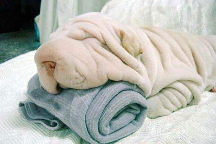 mascotas-camufladas- (11)