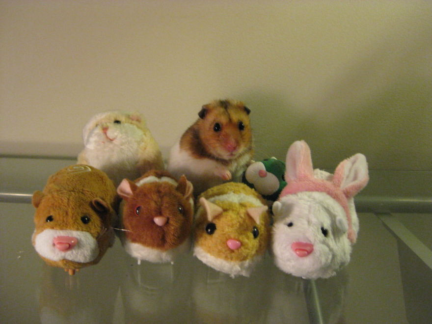 mascotas-camufladas- (14)