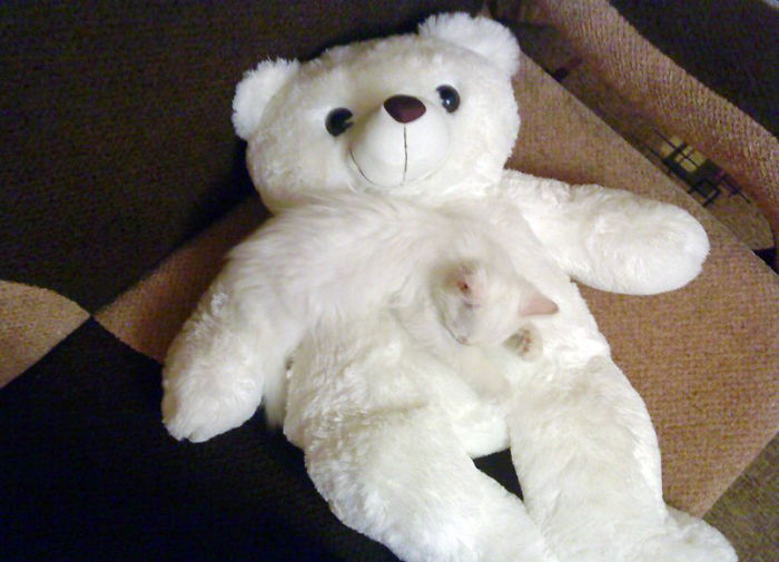 mascotas-camufladas- (3)