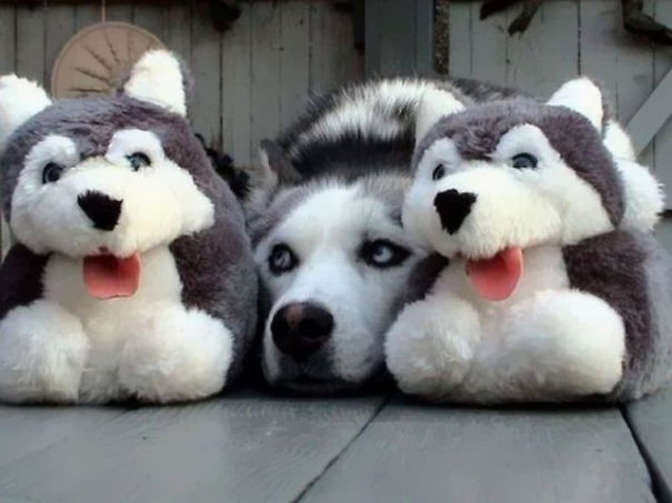 mascotas-camufladas- (4)