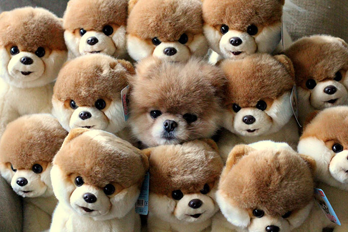 15 Mascotas Expertas En El Arte Del Camuflaje