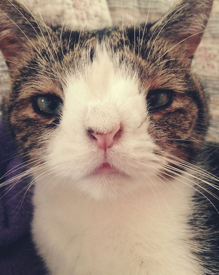 monty-gato-sin-hueso-nasal-1