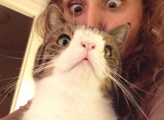 monty-gato-sin-hueso-nasal-13