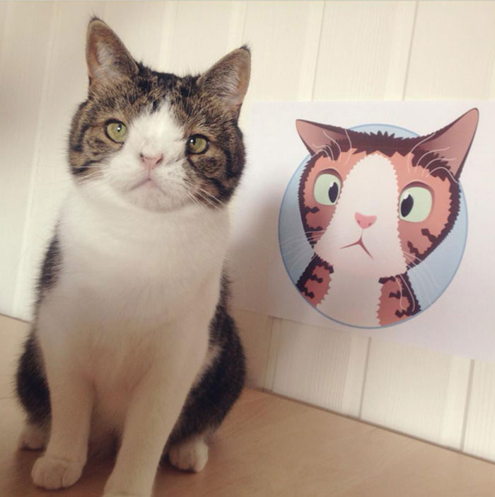 monty-gato-sin-hueso-nasal-14