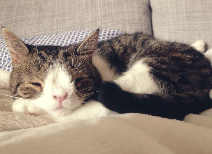 monty-gato-sin-hueso-nasal-15
