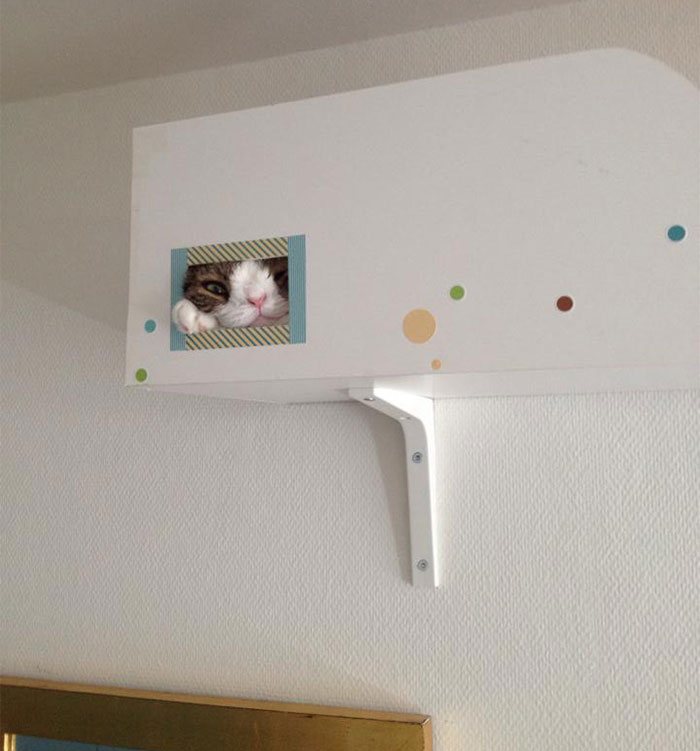 monty-gato-sin-hueso-nasal-17