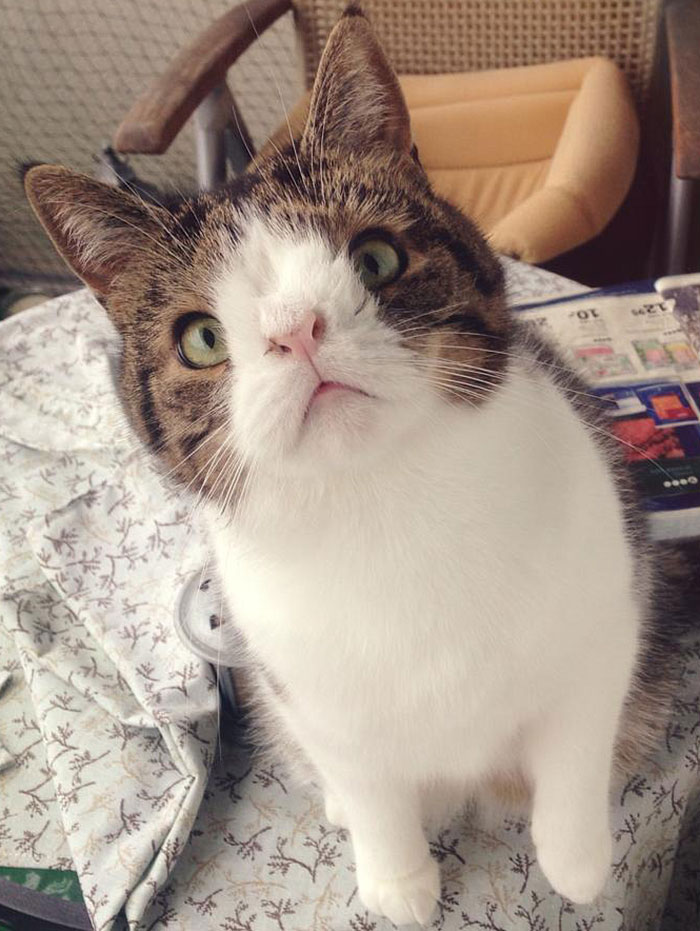 monty-gato-sin-hueso-nasal-4
