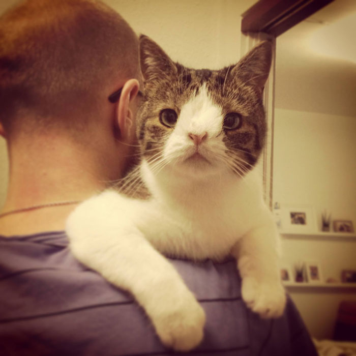 monty-gato-sin-hueso-nasal-5