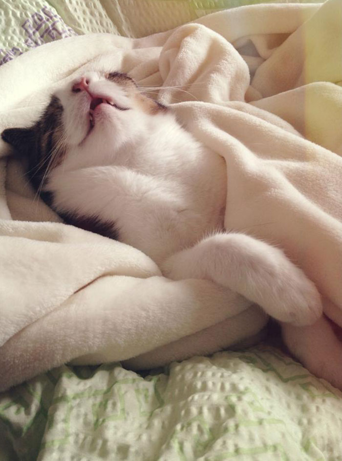monty-gato-sin-hueso-nasal-7