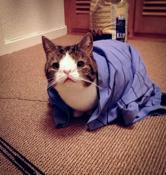 Monty, El Gato De Cara Extraña