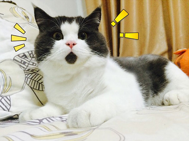 most-popular-cats-banye-omg-cat-1__605