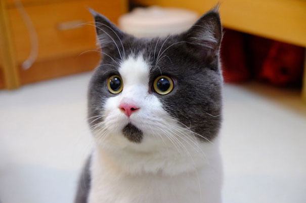 most-popular-cats-banye-omg-cat-2