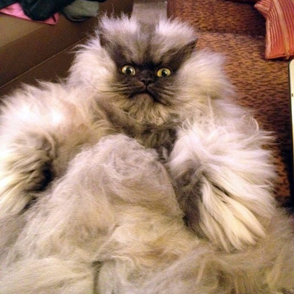 most-popular-cats-colonel-meow-1