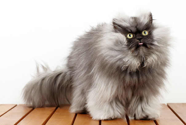 most-popular-cats-colonel-meow-2