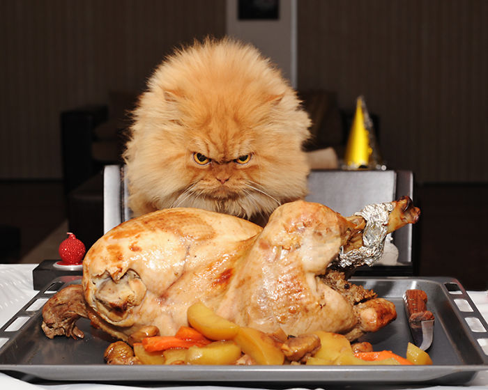 most-popular-cats-garfi-11__700