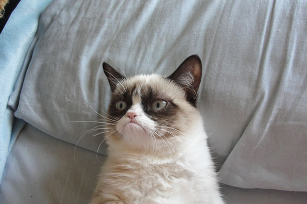 most-popular-cats-grumpy-cat-11__605
