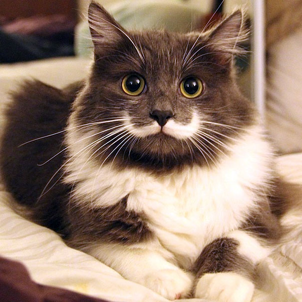 most-popular-cats-hamilton-11__605