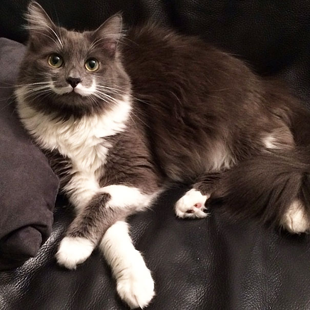 most-popular-cats-hamilton-2