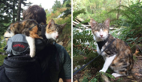 most-popular-cats-honey-bee-4