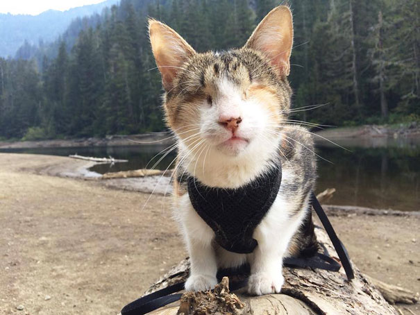 most-popular-cats-honey-bee__605
