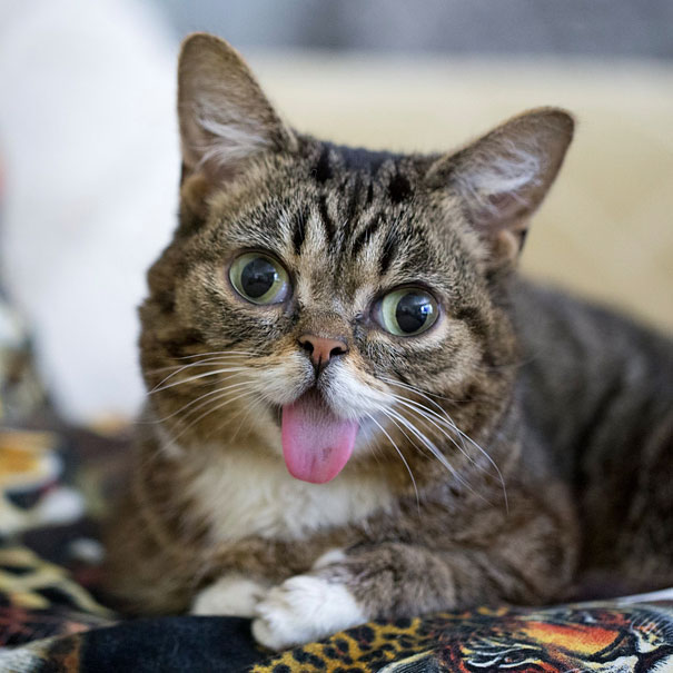 most-popular-cats-lil-bub-11__605