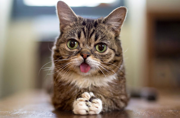 most-popular-cats-lil-bub-2