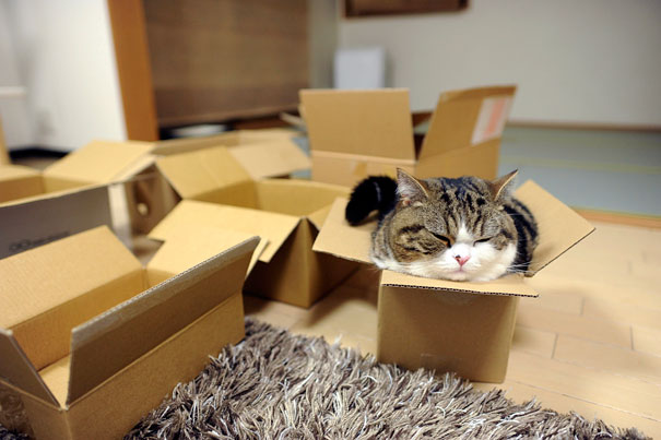 most-popular-cats-maru-41