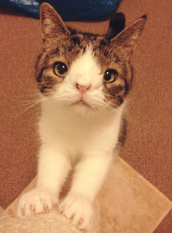 most-popular-cats-monty-2