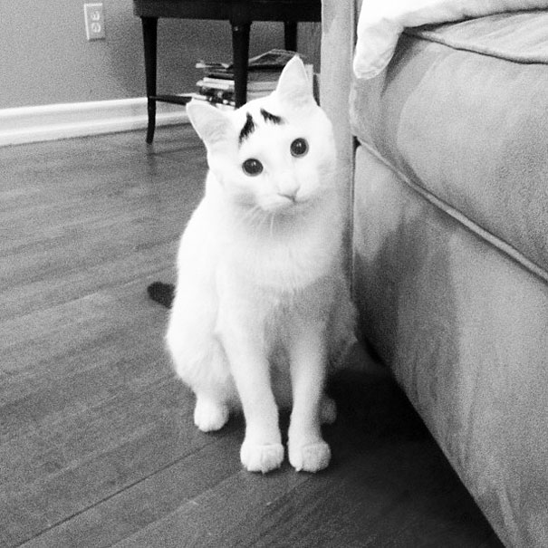 most-popular-cats-sam-has-eyebrows-2