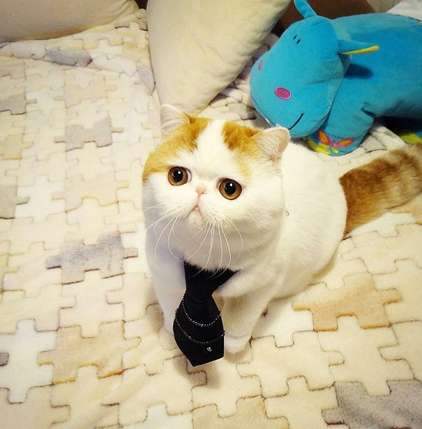most-popular-cats-snoopy-11__605