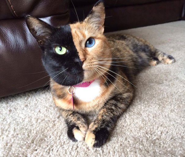 most-popular-cats-venus-1__605