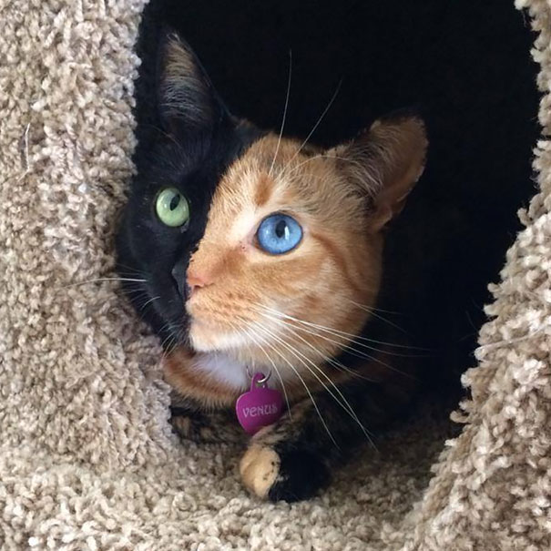 most-popular-cats-venus-21