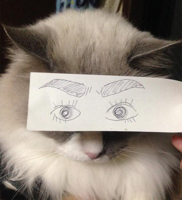 ojos-anime-gatos- (1)
