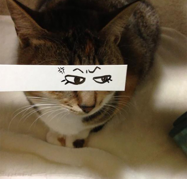 ojos-anime-gatos- (10)