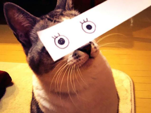 ojos-anime-gatos- (13)