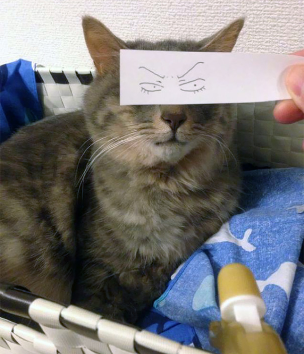 ojos-anime-gatos- (14)