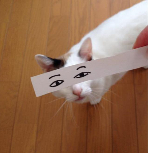 ojos-anime-gatos- (2)