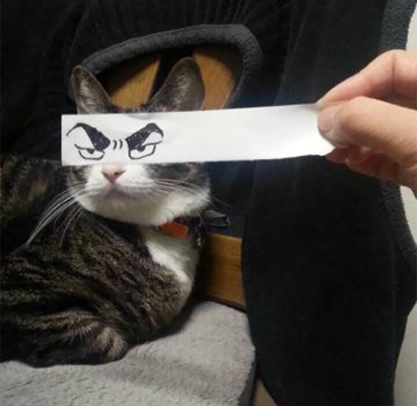 ojos-anime-gatos- (5)