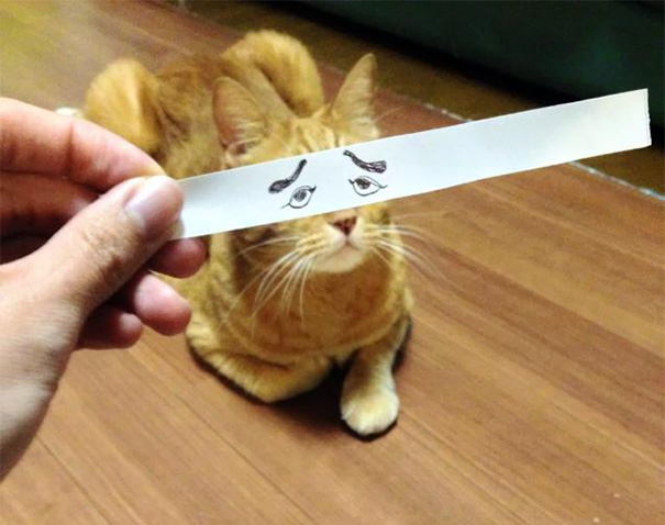 ojos-anime-gatos- (6)