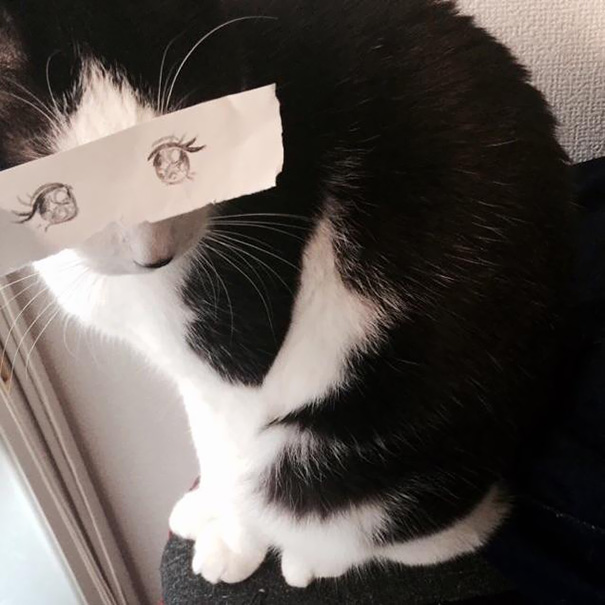 ojos-anime-gatos- (7)