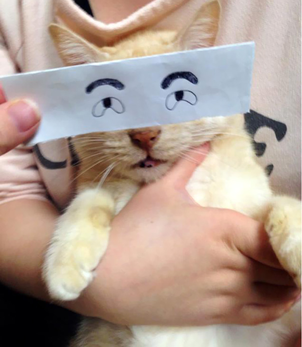 ojos-anime-gatos- (8)