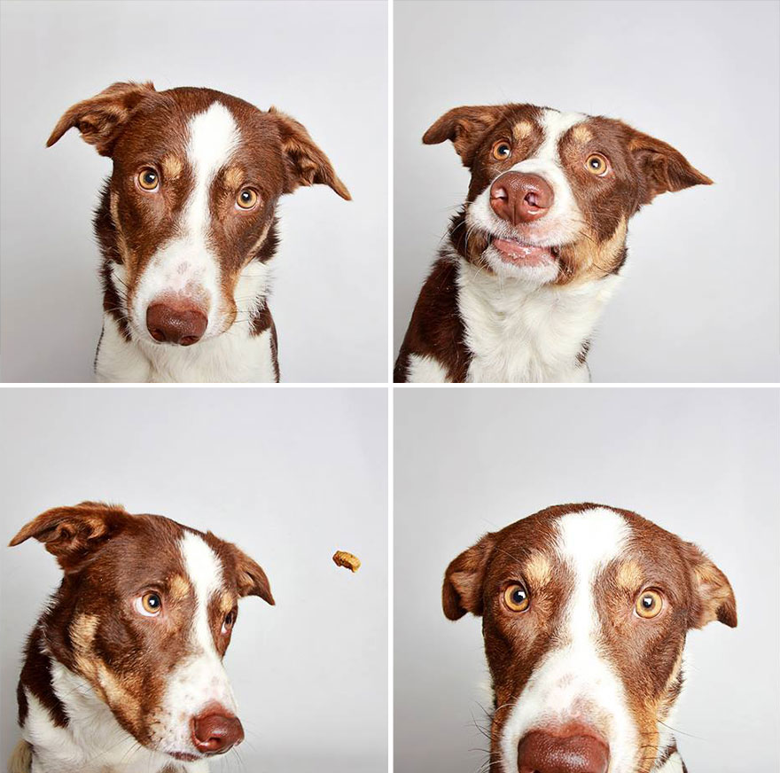 perros-fotomaton-adopcion- (1)